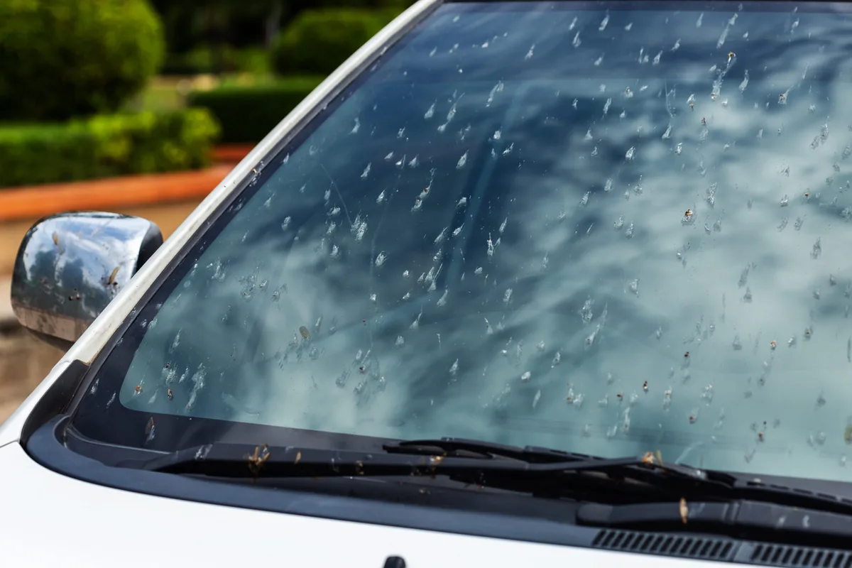 bug splatter on windshield