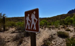 desert wildlife driving hazards in Arizona