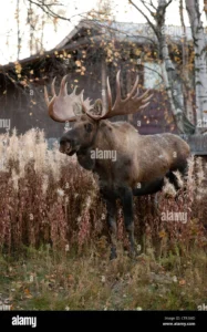 Moose and Large Wildlife Collision Protocols