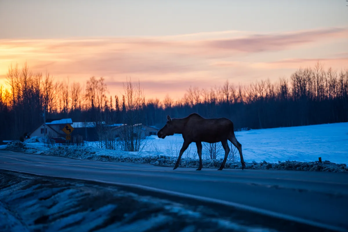 Moose near Alaska road at dusk