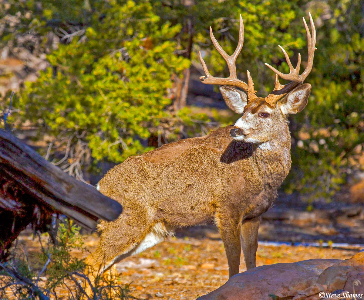mule deer Arizona highway