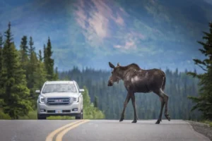 Reporting Wildlife Collisions