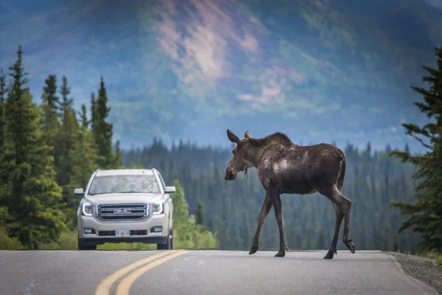 Reporting Wildlife Collisions