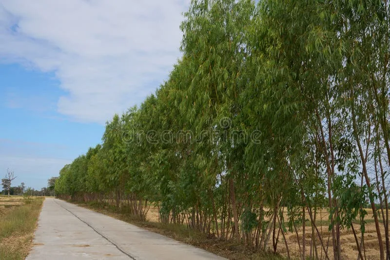 vegetative windbreak roadside barrier