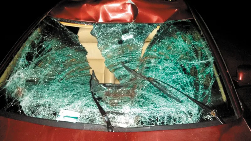 vehicle damage moose strike