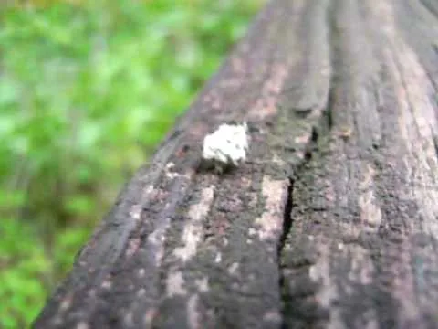 cochineal insects