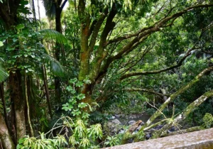 Hawaii highway beautification fee of $10 for all registered vehicles