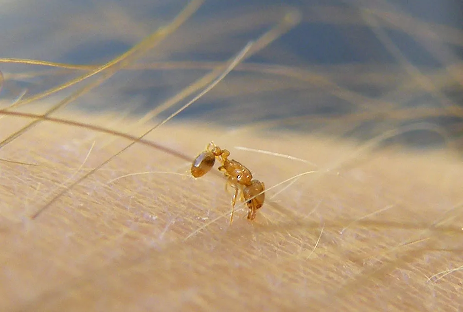 Hawaii invasive pests little fire ant