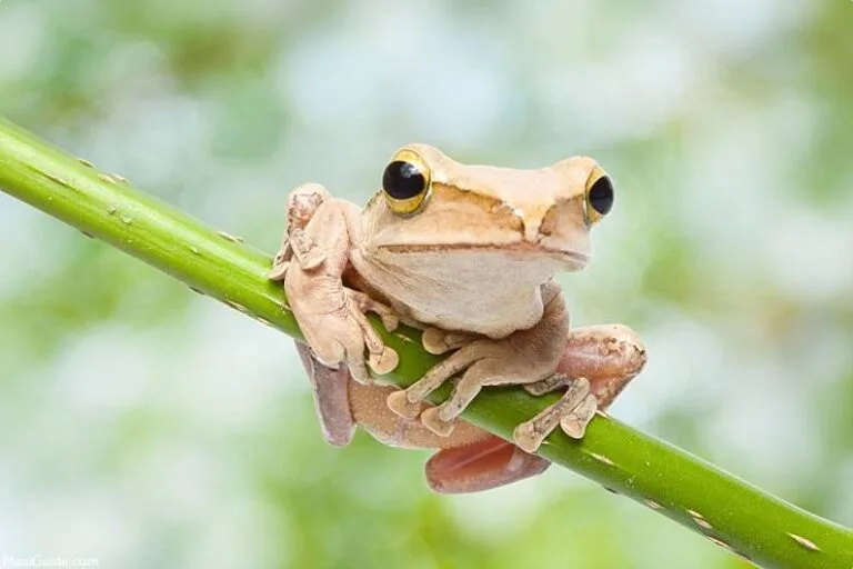 Hawaii invasive species prevention