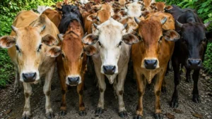 livestock on roadways
