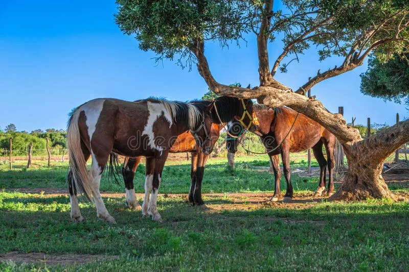 animal welfare road transport