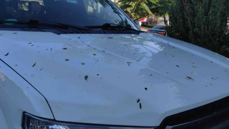 car sap cleaner high ratings