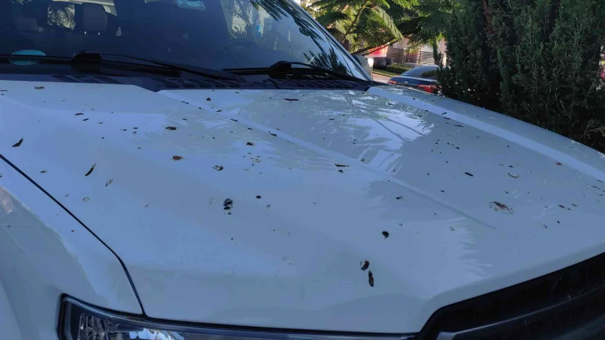 car sap cleaner high ratings