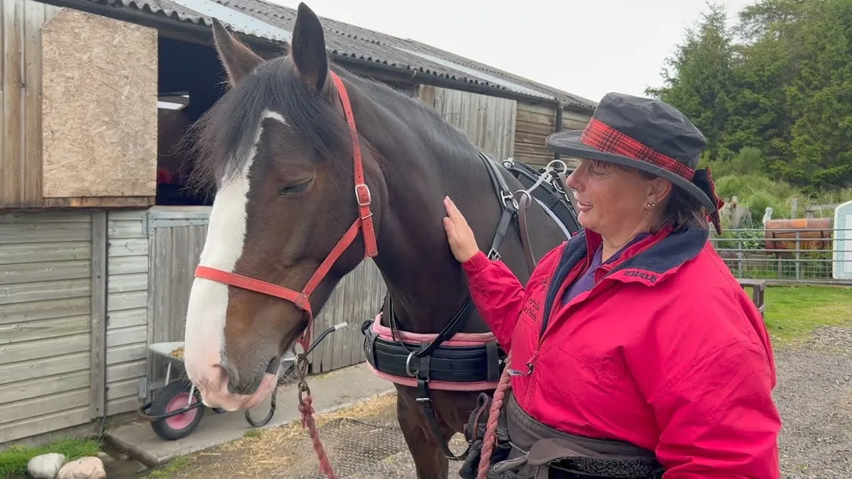 horse-drawn vehicle road safety gear